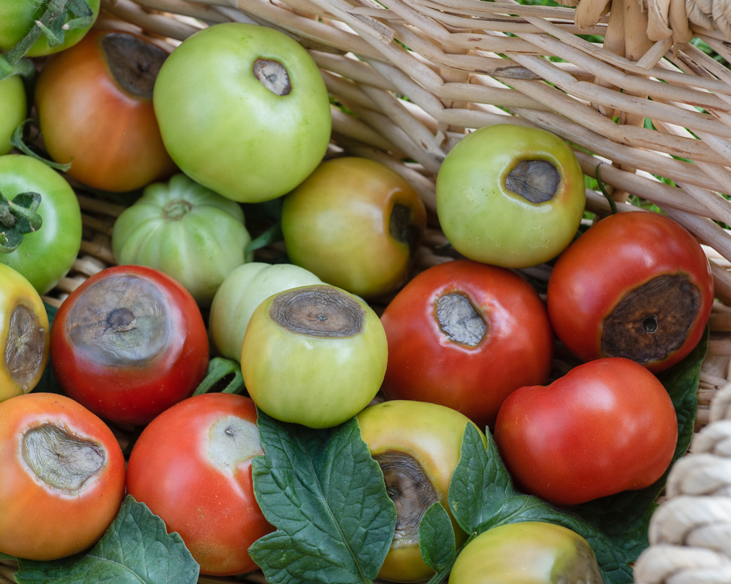 Blossom End Rot of Tomatoes Seed St. Louis