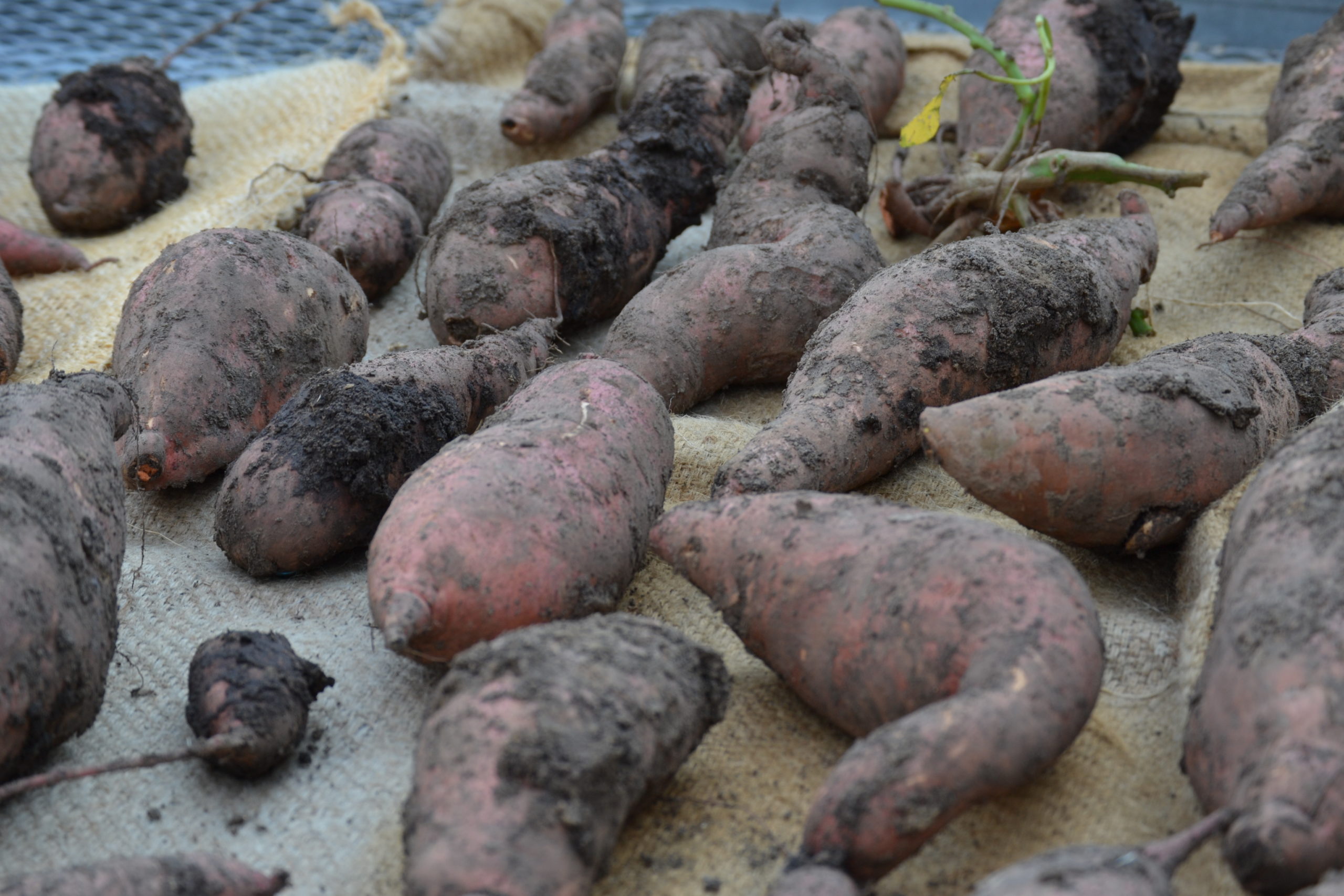 sweet potatoes laid out on a table curing