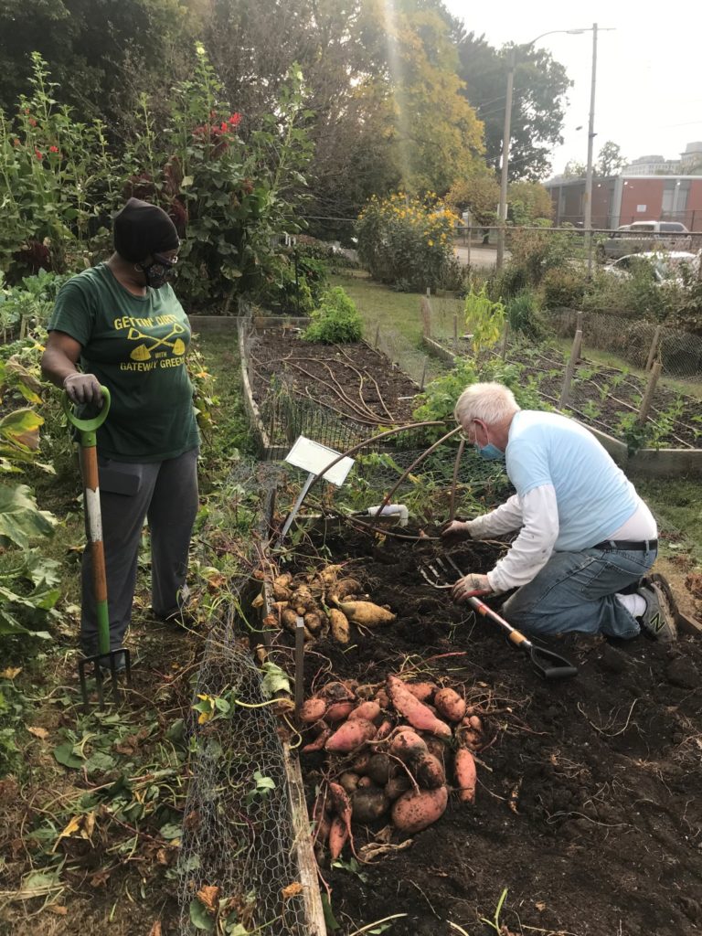 Two people digging up sweet potatoes