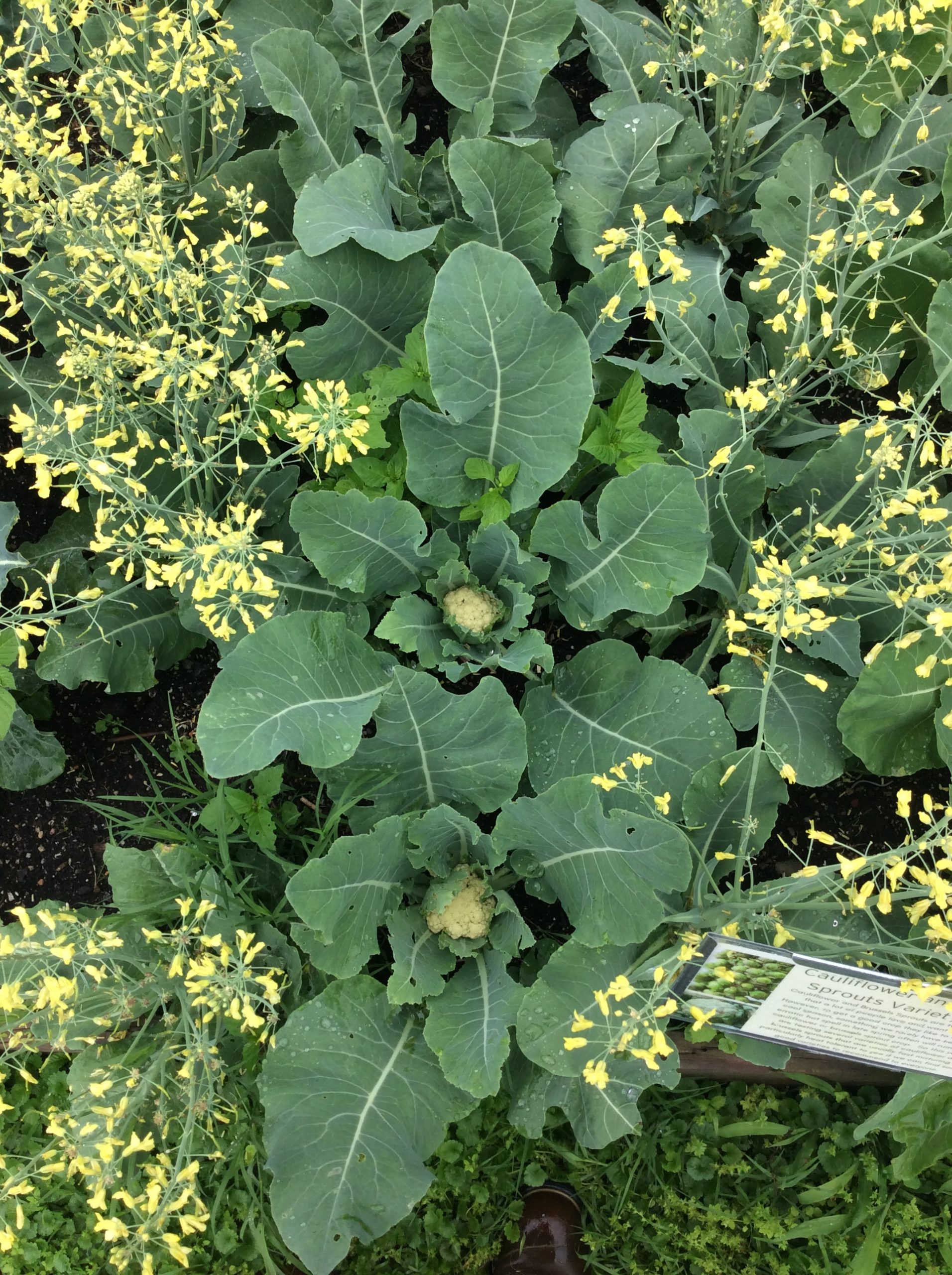 Image showing the trial bed with all the cauliflower bolted except two varieties