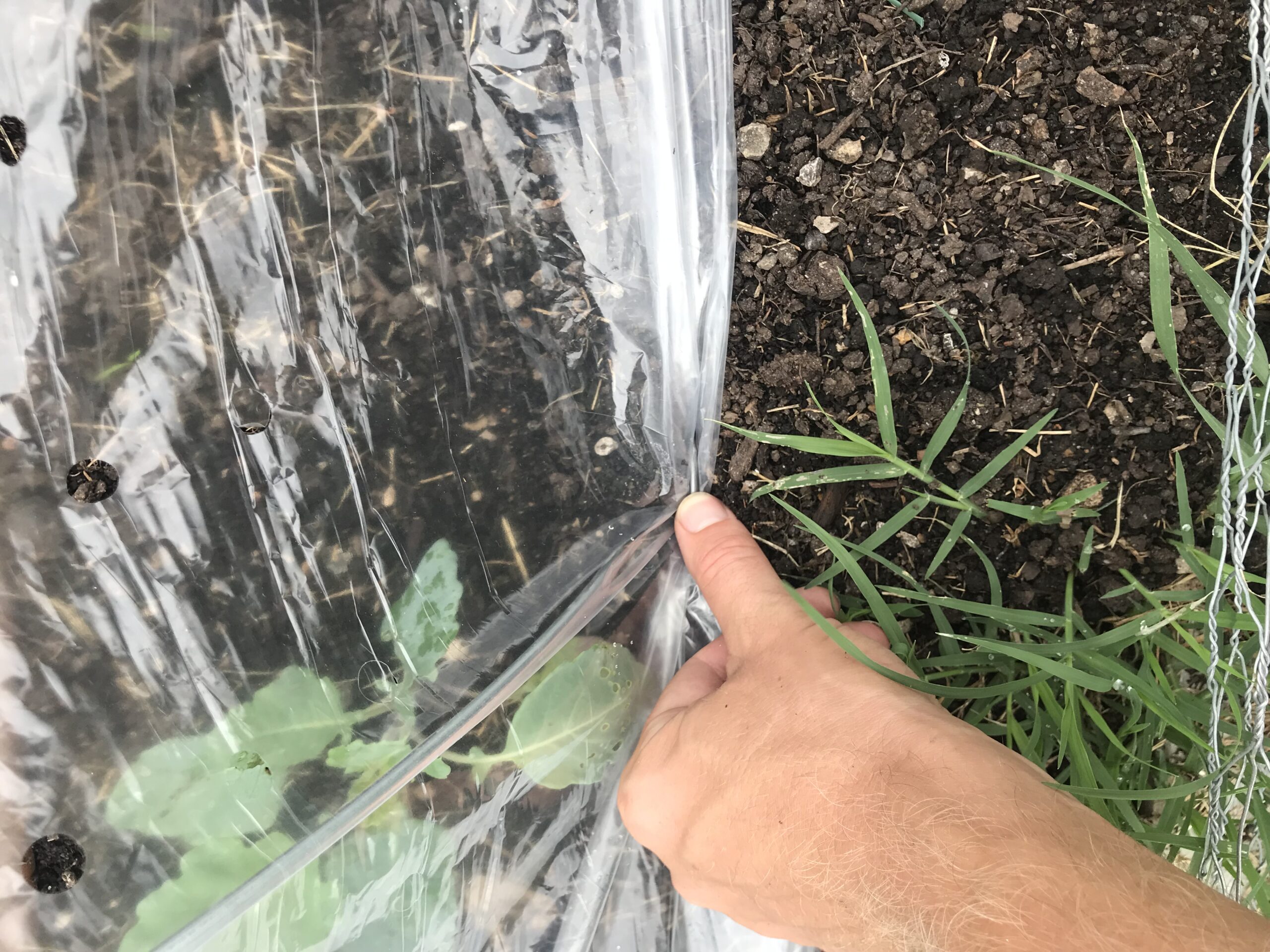 Showing that you want to push the staple all the way into the soil