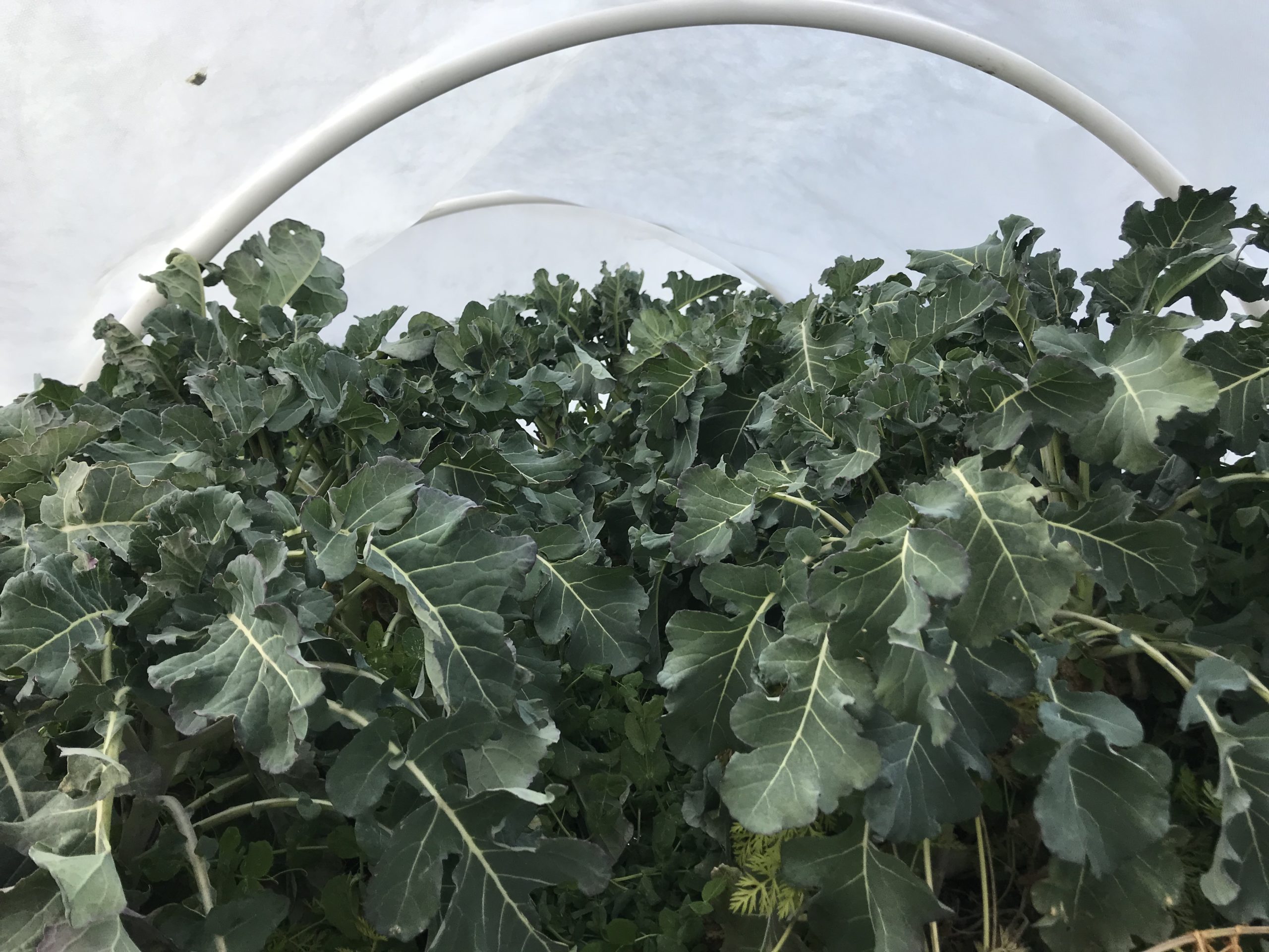 shows the large leafy sprouting broccoli plants under a low tunnel
