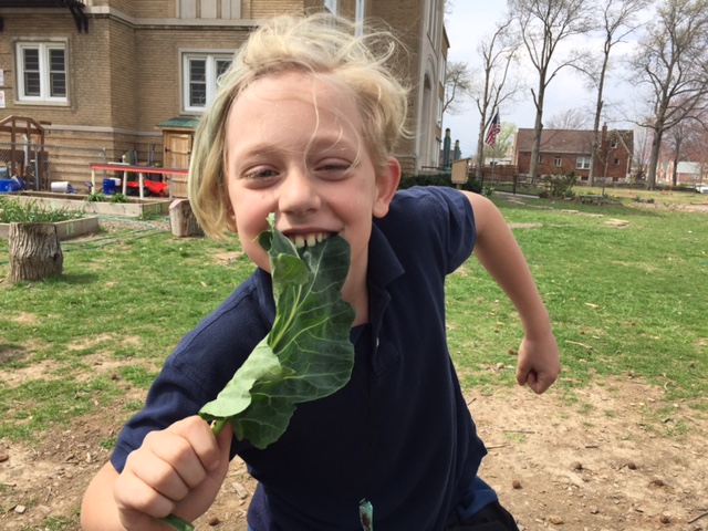 There are many reasons to not always clear out your garden beds in fall and winter. One reason is because in early spring when you take your classes out it gives students something to chew on other than knowledge and information. Who says kids don't like greens?  