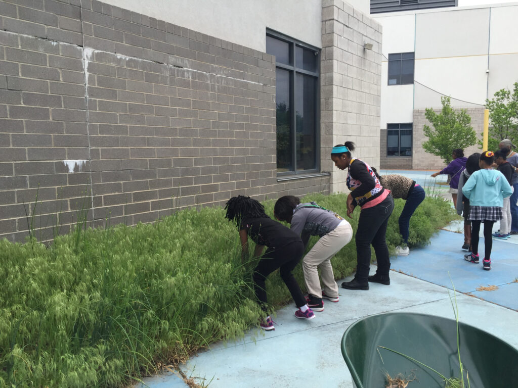 Serious weeding at Gateway Elementary. This all girls class just got done with MAP testing and we heard weeding is quite an antidot to test related stress.