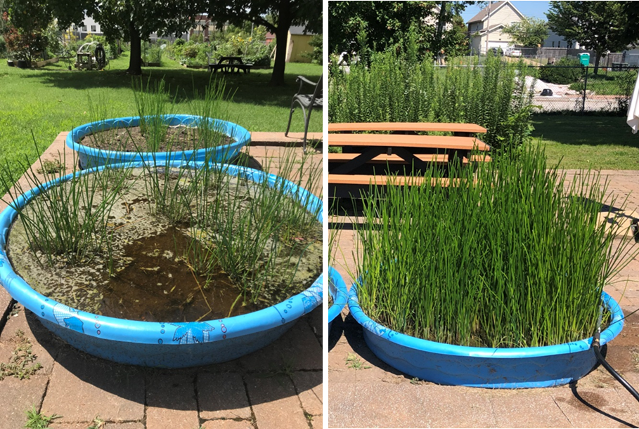 Left picture shows water chestnuts soon after planting when the kiddie pool looks sparse.  Right image shows the kiddie pool totally full in September