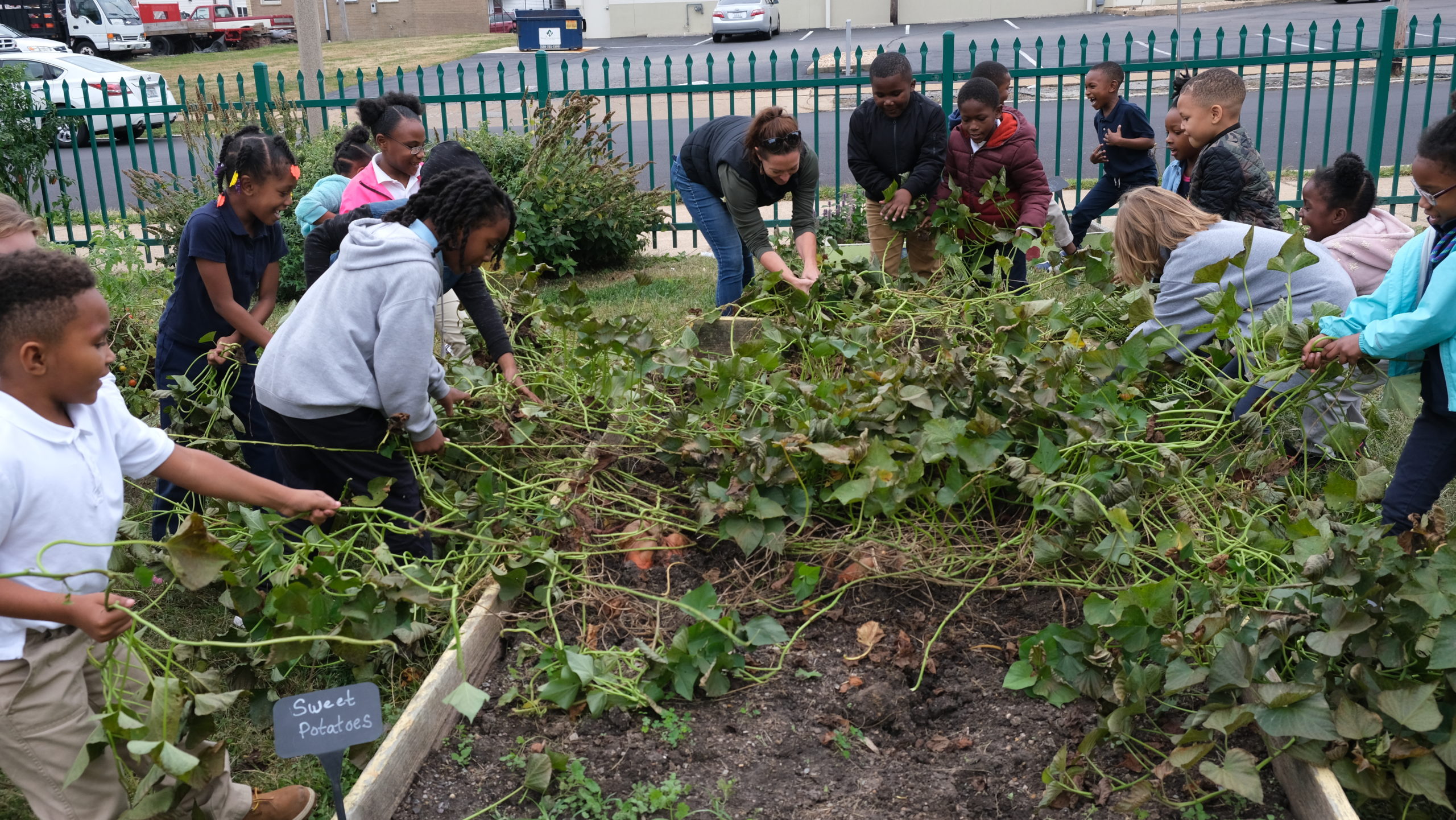 children removing the sweet potato vines from the plants to ready the roots for digging