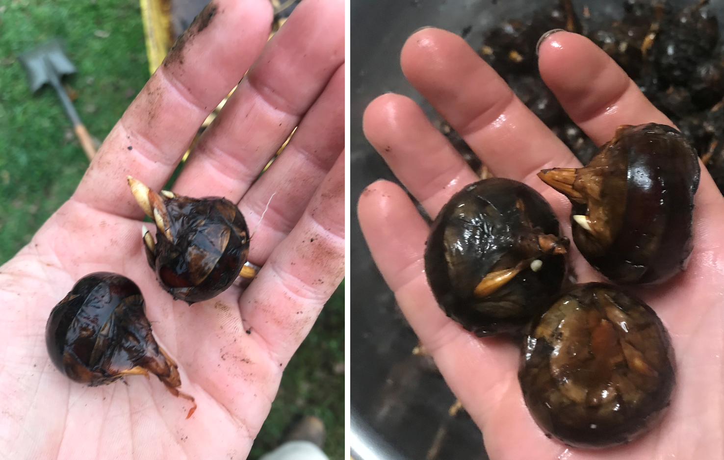 shows a size comparison of water chestnuts from a flooded  bed and an unflooded bed.  those fro the unflooded bed are about half the size