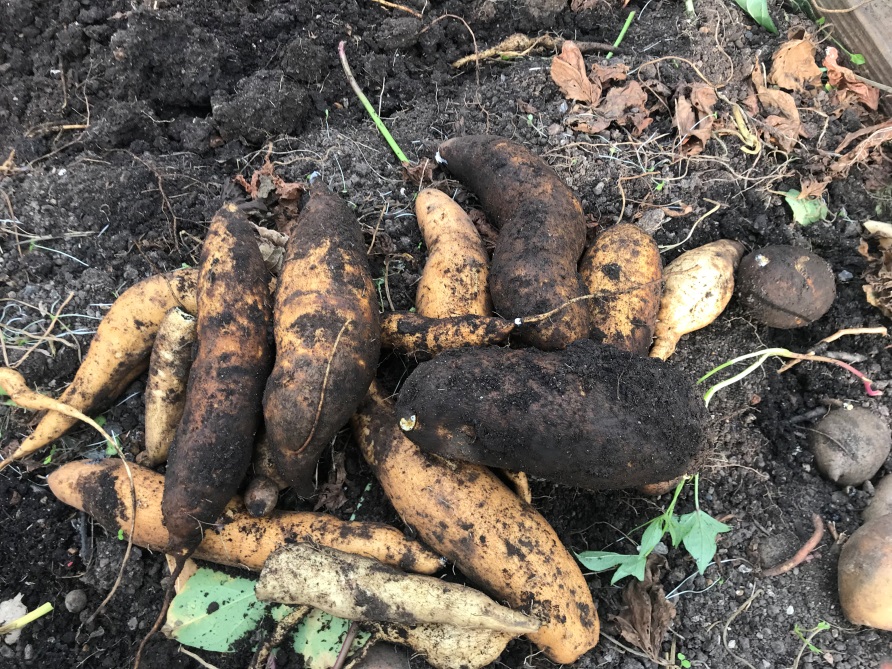 Shows the pile of harvested O'Henry sweet potatoes