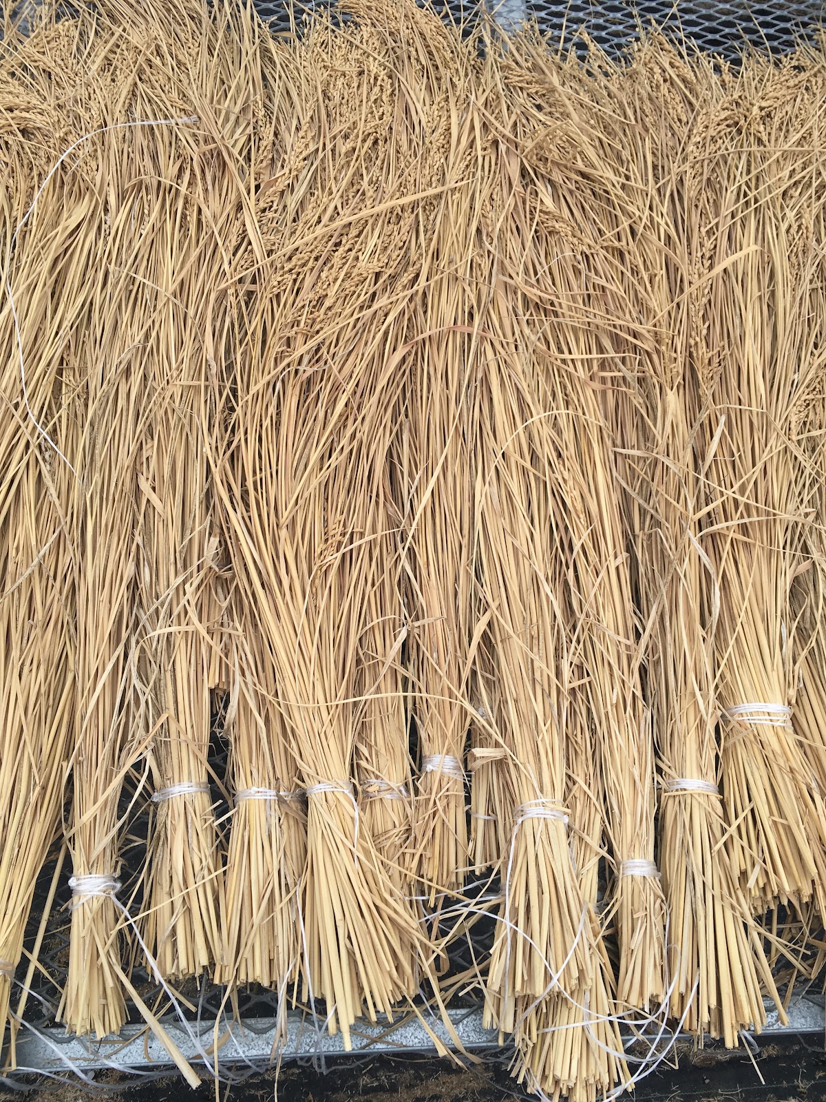 Fully dried rice bundles ready for processing
