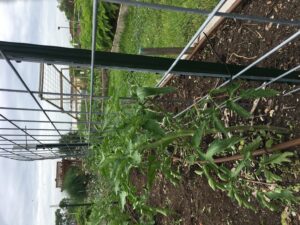 Shows tomatoes being woven into a metal fence as a trellis