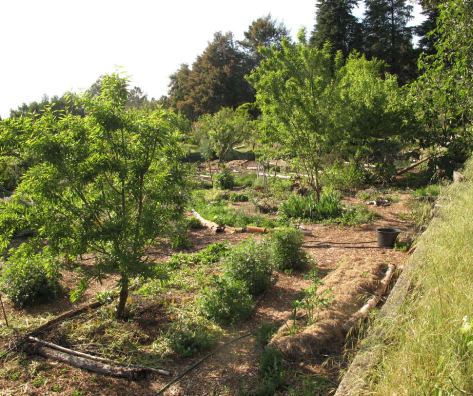 Food Forests: Building a Food Producing Ecosystem