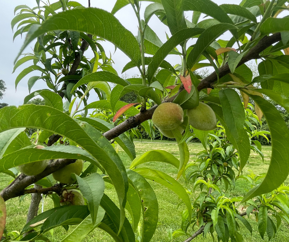 Orchard Holistic Pest & Disease Control