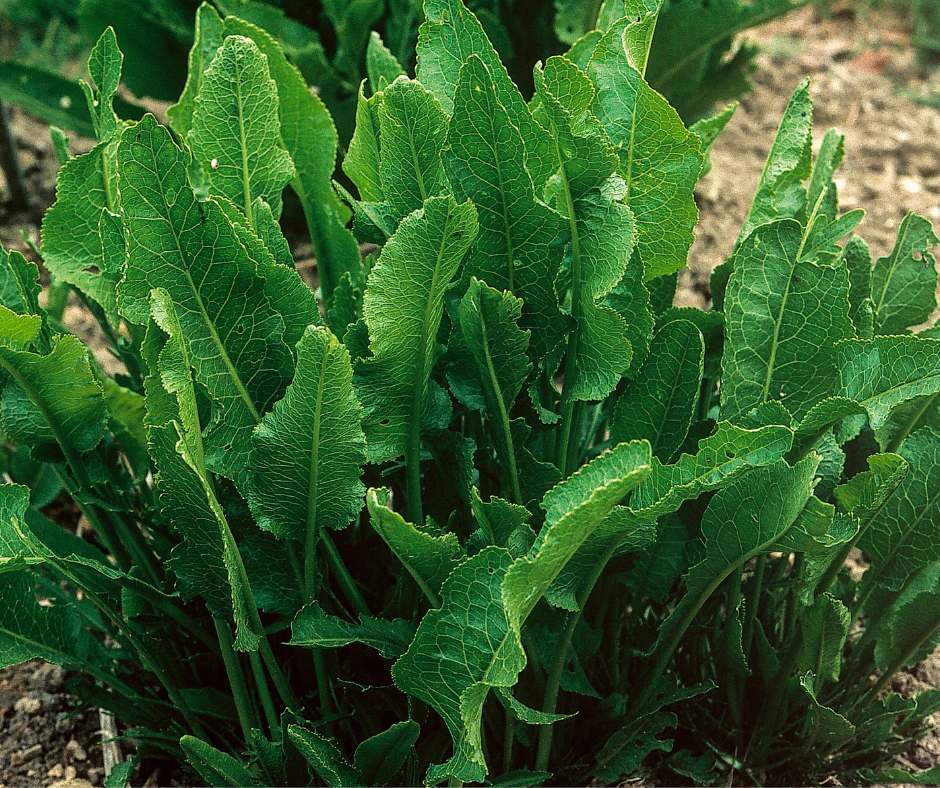 Food for Years: Best Perennial Vegetables for a Fall & Winter Harvest