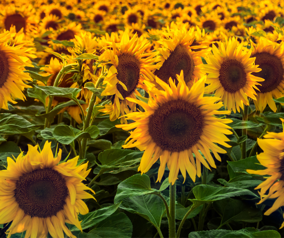 Place Based Learning in the Garden: Connecting the School Garden to the Local Community