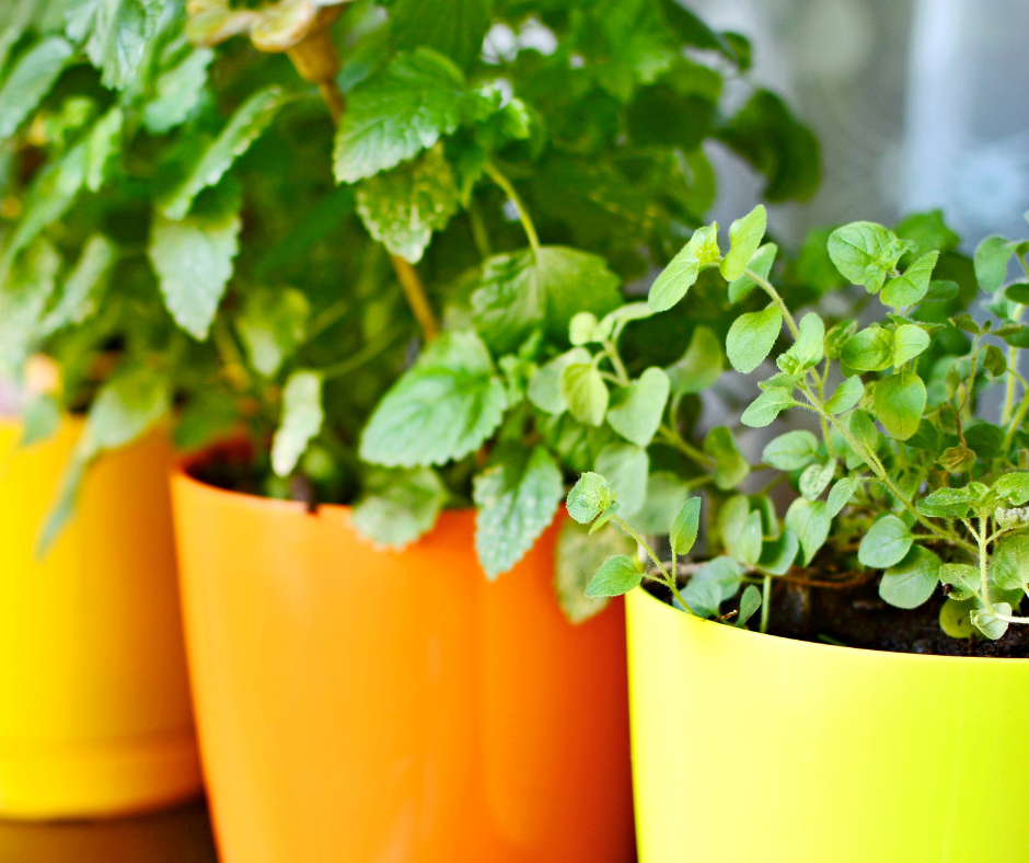 Indoor Food Gardening