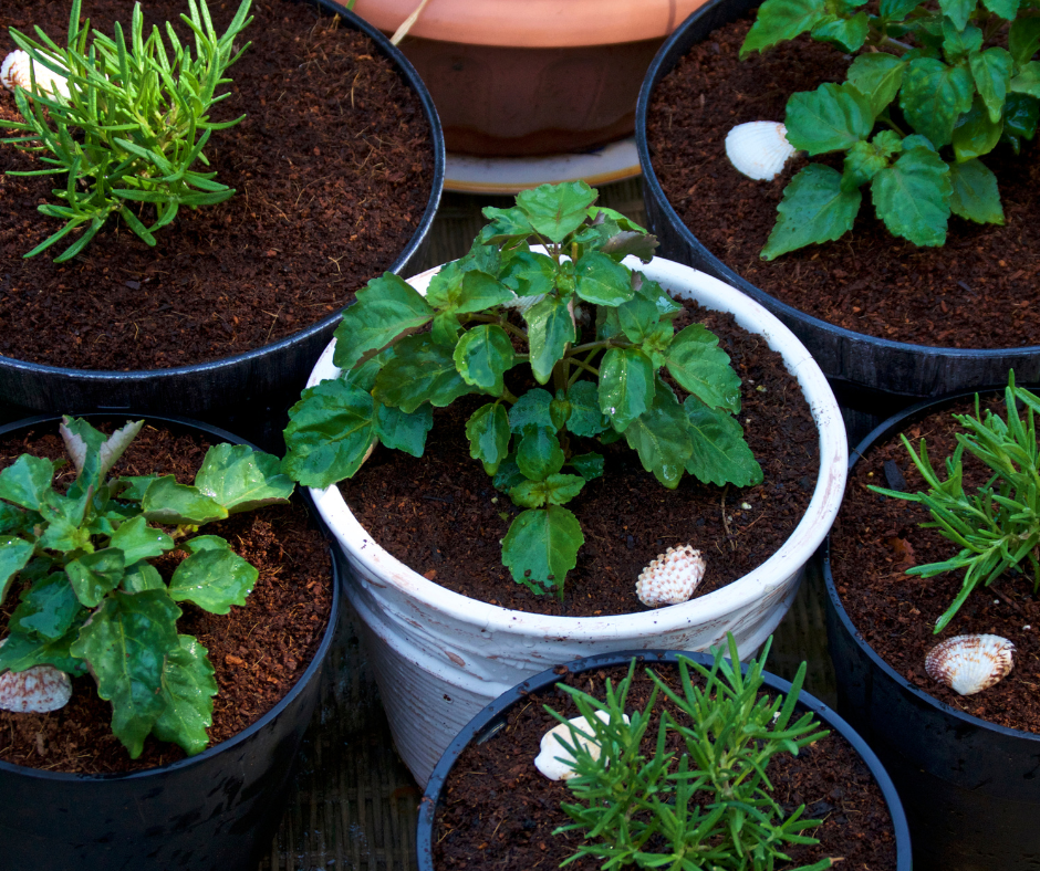 Container Gardening