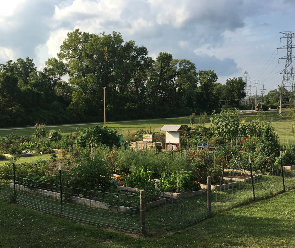 How to Start a Community Garden & Orchard