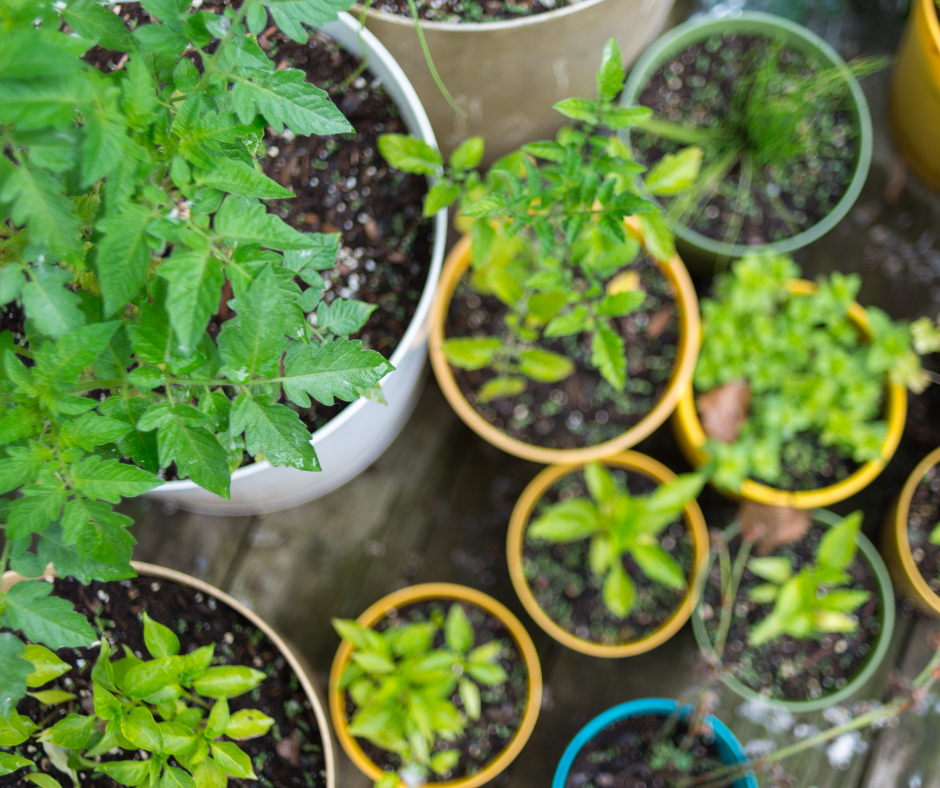 Container Gardening: Fruit, Vegetables, & Microgreens