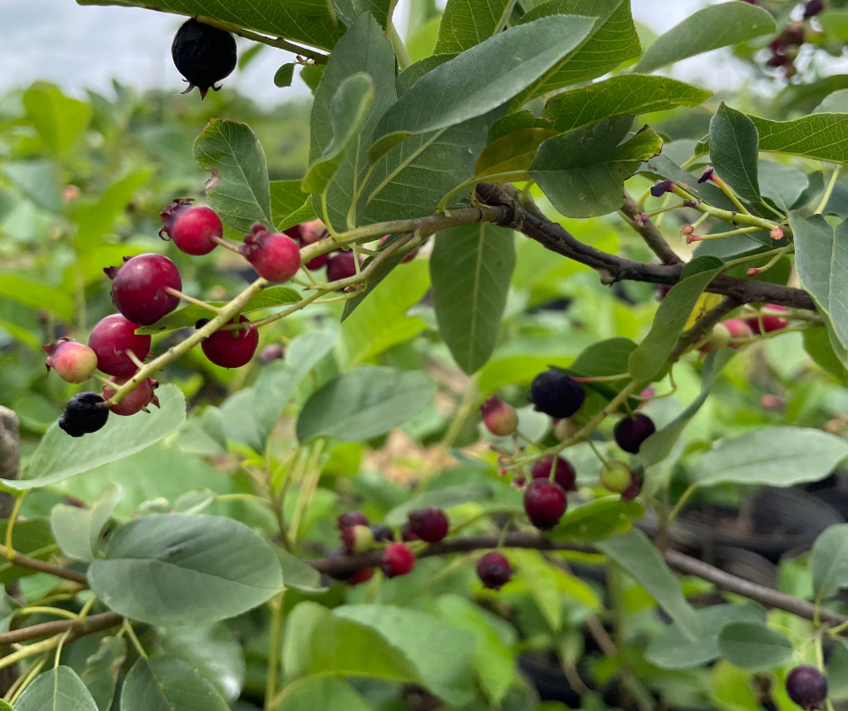 Food Forests: Building a Food-Producing Ecosystem