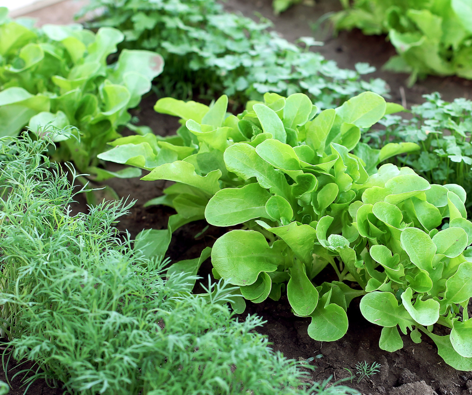 Four Season Gardening
