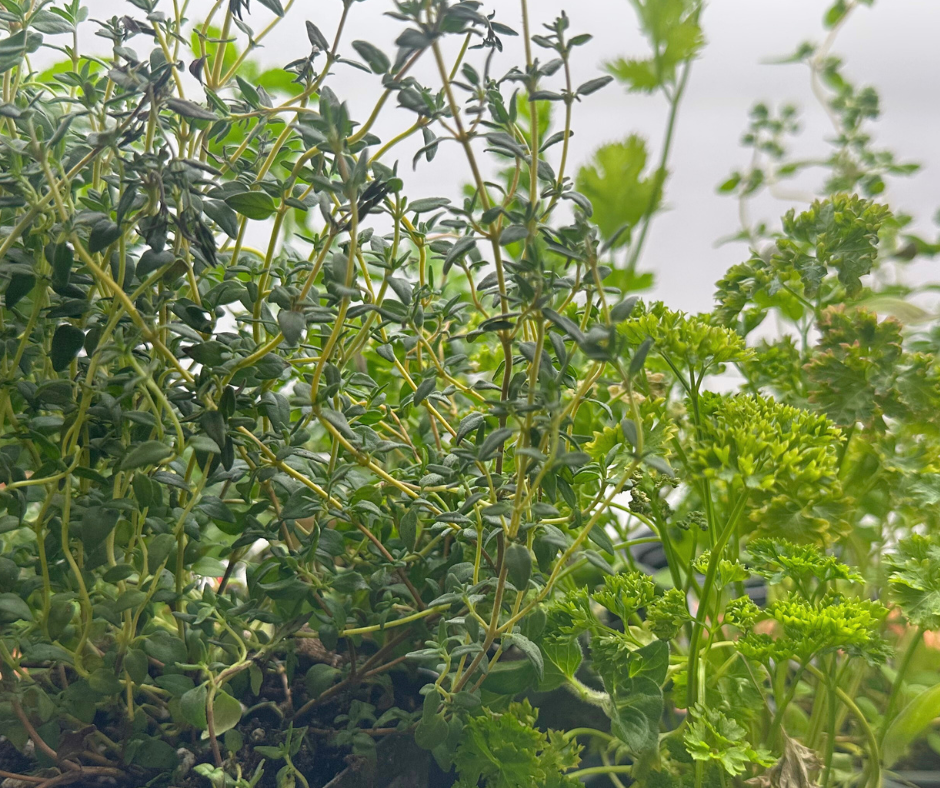 Intro to Growing Herbs