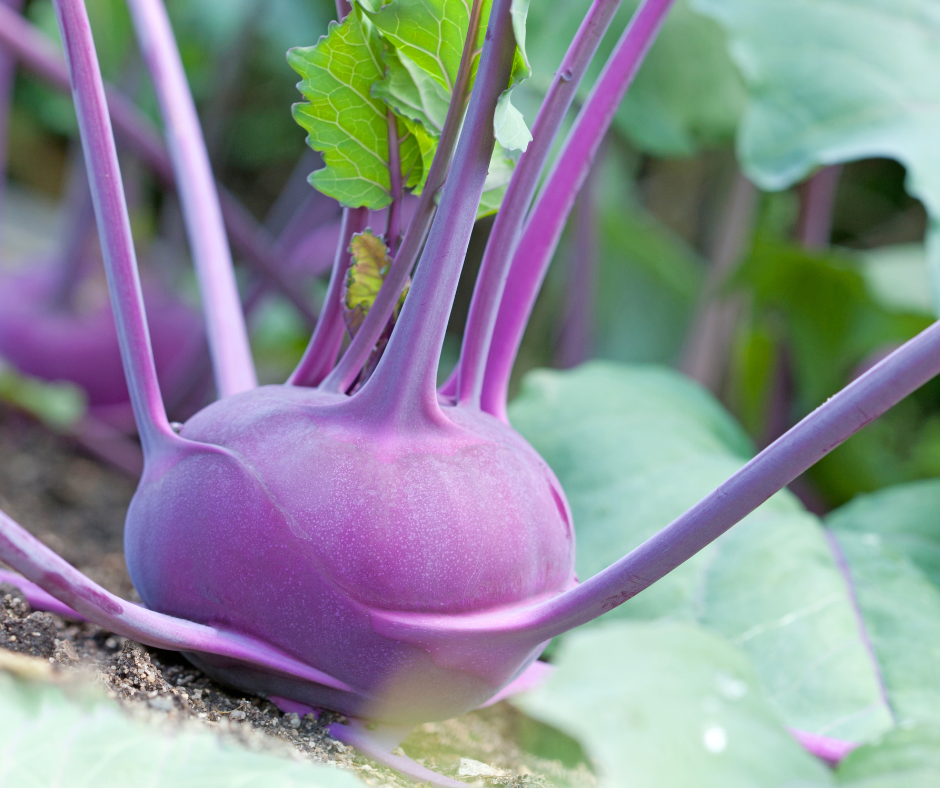 Fall Seedling Sale