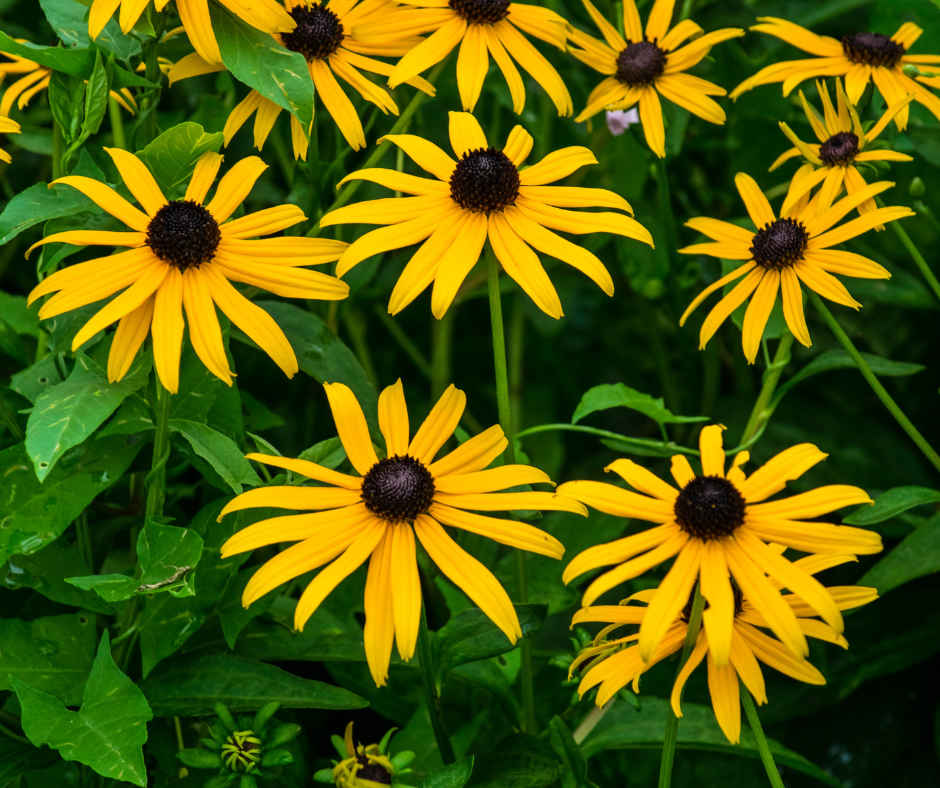 Fall in the Garden: Perennial Plant Swap + Fall School Gardener Meet-Up