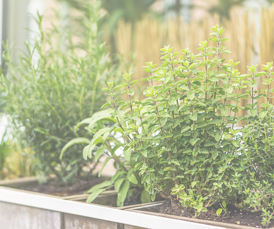 Beans & Greens: A Meetup with our Young Friends Board