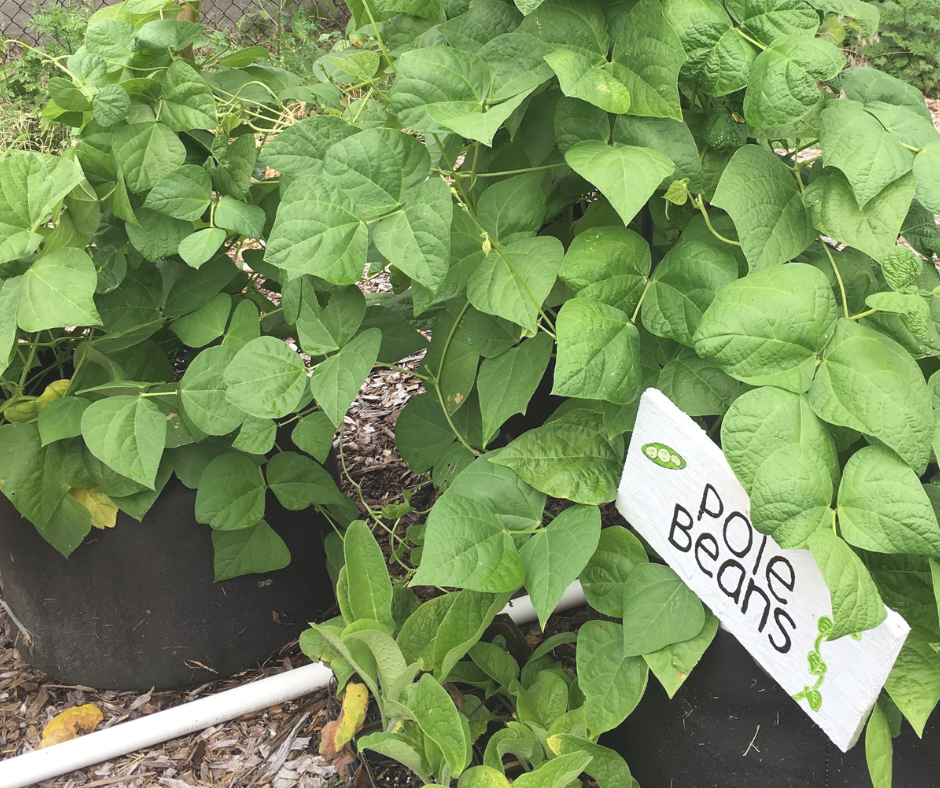Container Gardening