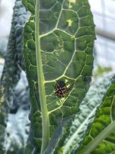 Harlequin bug and eggs on a kale plant.