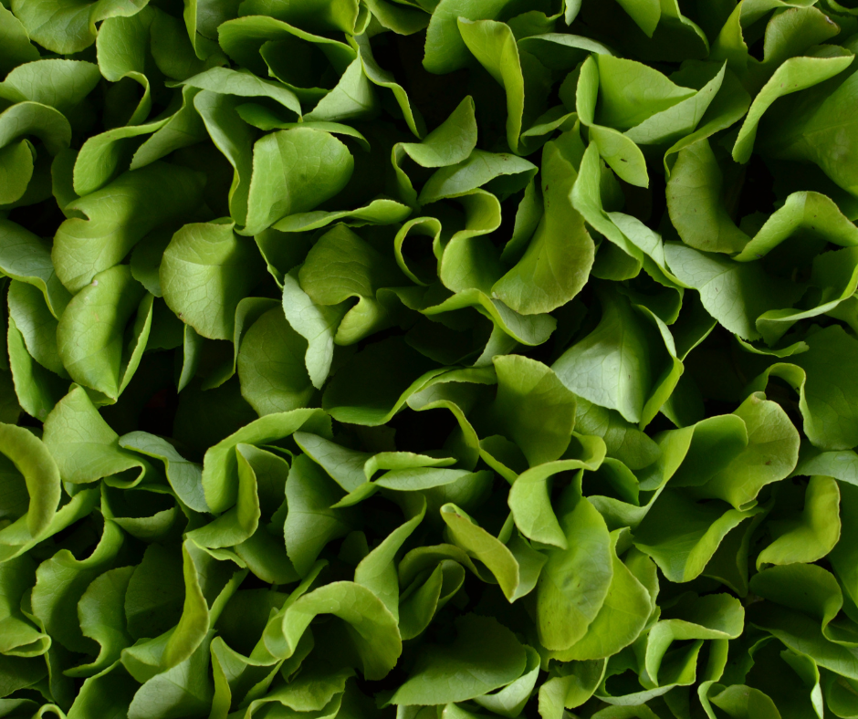 Spring Community Gardener Meet-Up