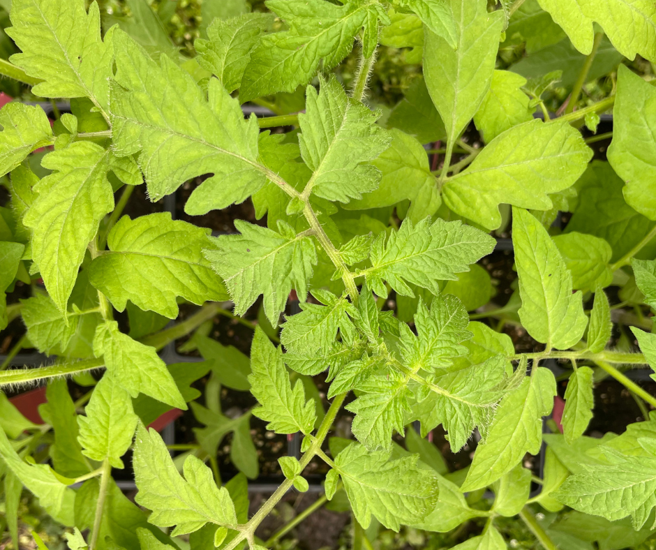 The Summer Vegetable Garden