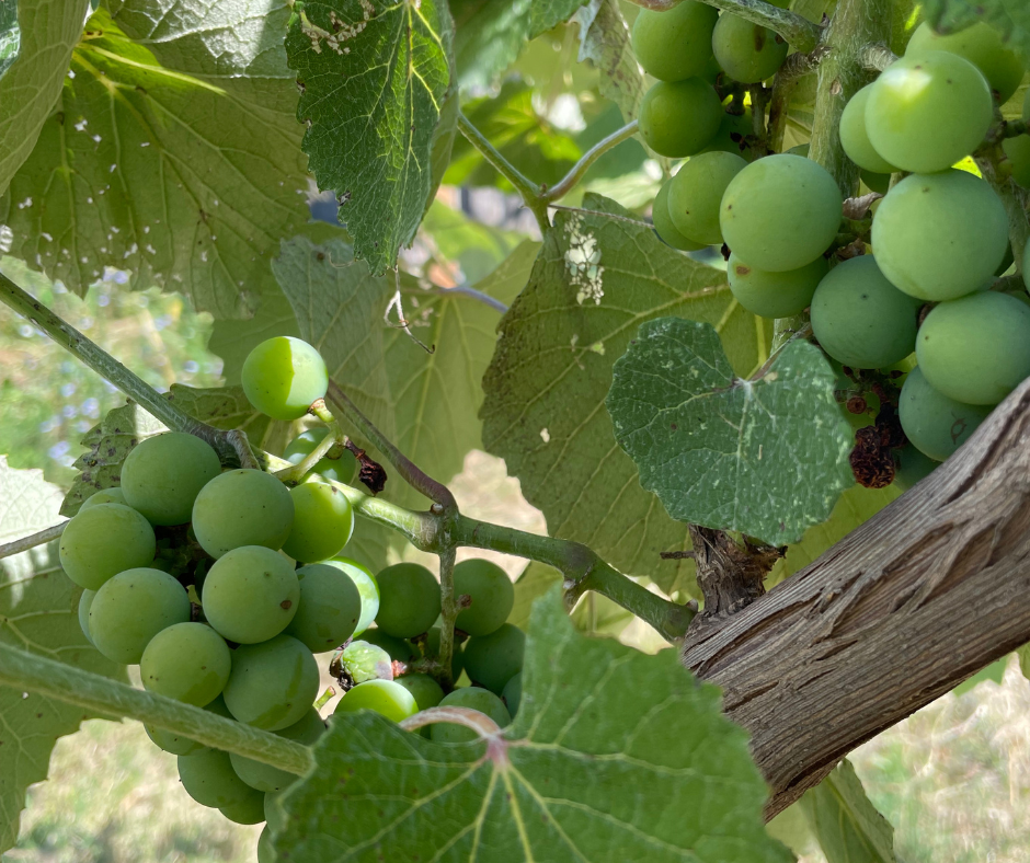Grapes & Kiwis: Trellises, Pruning and Care