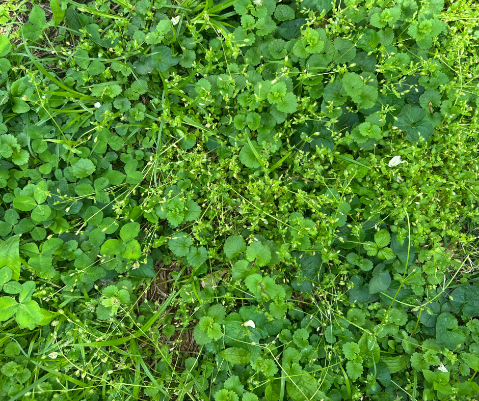 Successful Weed Management