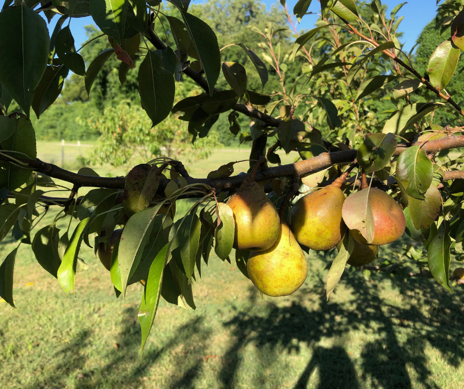 Summer Care of Orchard Trees, Vines, & Cane Fruit