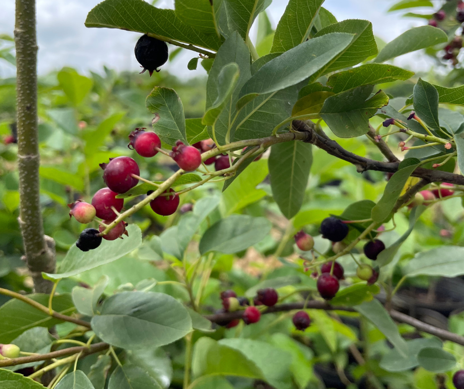 Growing Native Food Crops in St. Louis