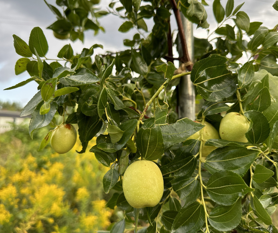 Building a Healthy Orchard Ecosystem