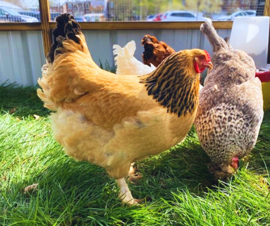 Fair & Fare on the Farm