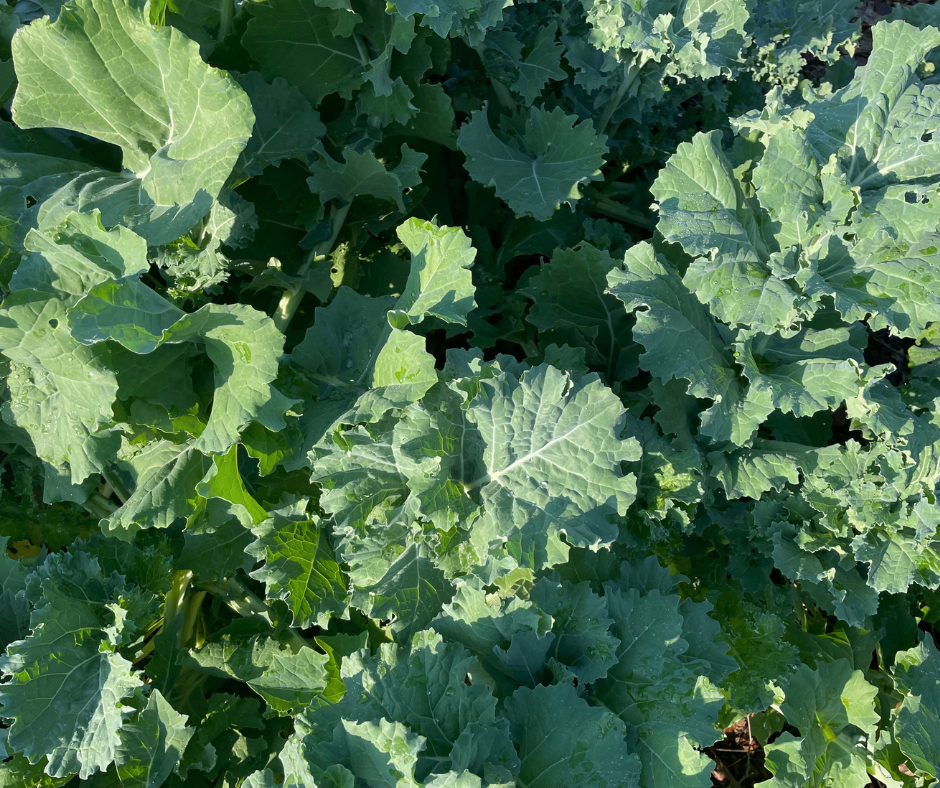 Fall Gardening