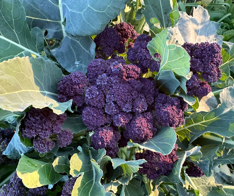 Fall Seedling Sale