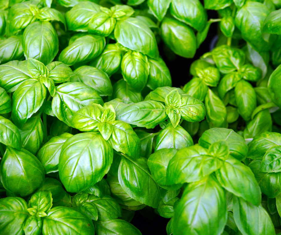 Introduction to Growing Herbs