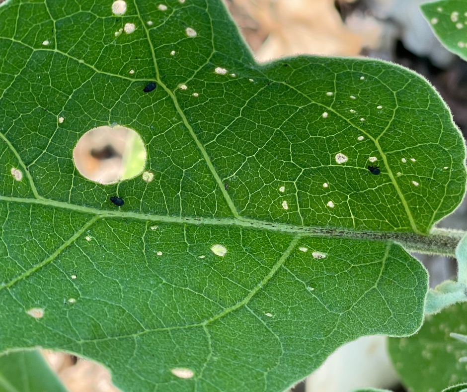 Vegetable Pest & Disease Management