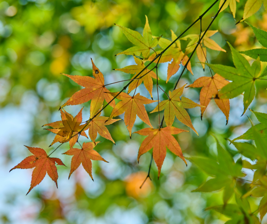 Fall Community Gardener Meet-Up