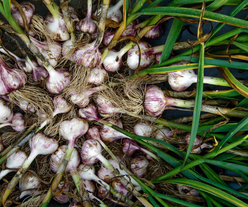 Garlic Sale